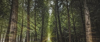 林業(yè)碳匯項(xiàng)目