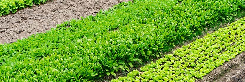 管道(陰極保護(hù)系統(tǒng))檢測