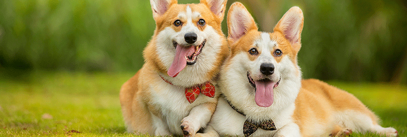 寵物食品檢測(cè)