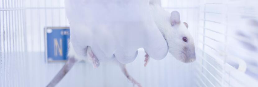 陰道粘膜刺激試驗(yàn)