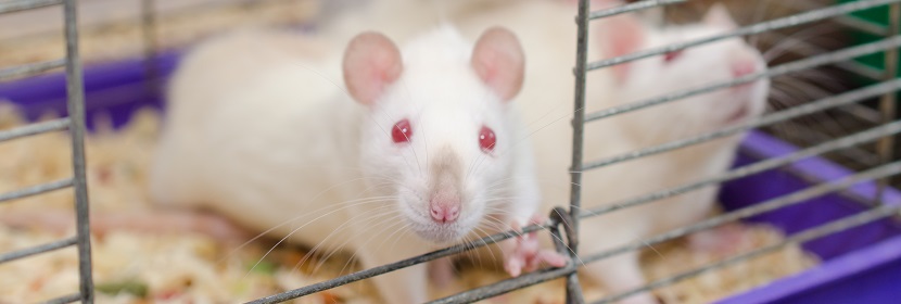 化妝品細(xì)菌回復(fù)突變試驗